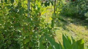 Как размножать плодовые деревья. Красная черешня, ?вишня.