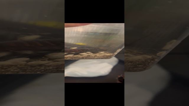 Тараканиха родила !!! Сюрприз в день приезда