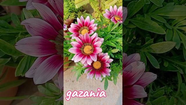 Some beauties from my terrace | Winter Flower plant | Plantodeco смотреть онлайн