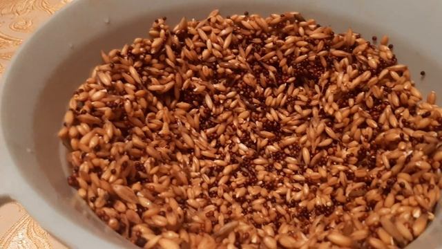 Канарейки- часть 2. Пророщенное зерно. смотреть онлайн