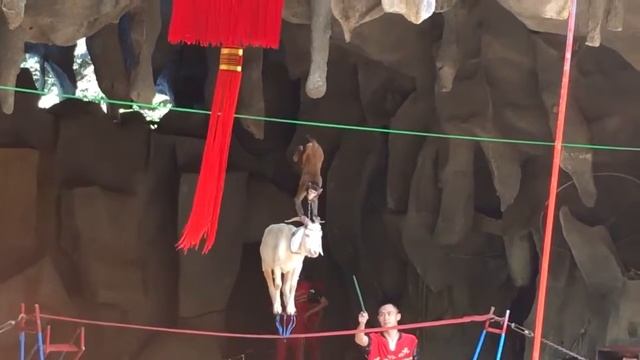 представление на острове обезьян о. Хайнань смотреть онлайн