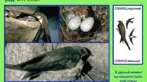 Стриж. Голоса птиц России