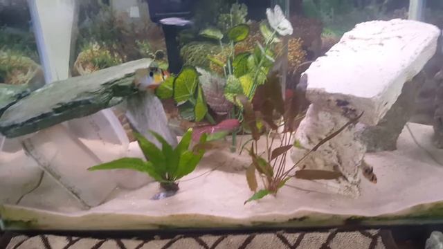 New Java fern and crypt plants with blue ram cichlid pair смотреть онлайн