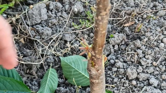 Прививка Черешни на корневую поросль вишни / Grafting A Sweet Cherry