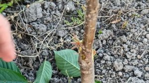 Прививка Черешни на корневую поросль вишни / Grafting a sweet cherry