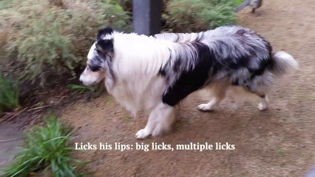 Recognising signs of fear in dogs смотреть онлайн