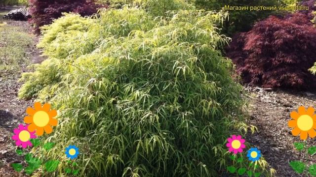 Бук европейский на штамбе Мерседес. Краткий обзор, описание характеристик fagus sylvatica Mercedes смотреть онлайн