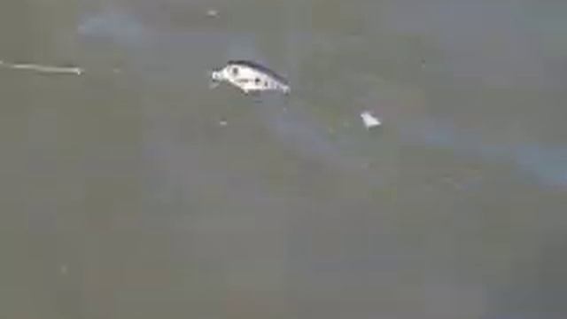 Pontoon21 Fop - энциклопедия воблеров на видео