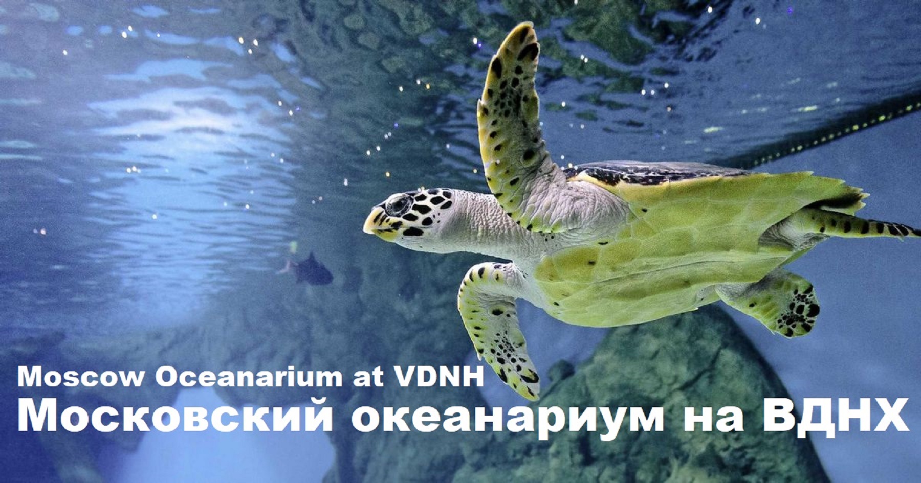 Московский океанариум на ВДНХ Moscow Oceanarium at VDNH смотреть онлайн