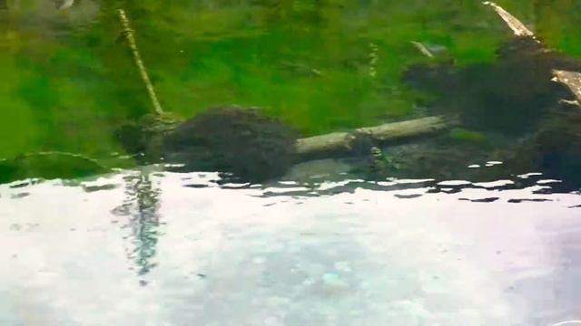 Великолепие природы Горного Алтая смотреть онлайн