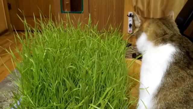 Трава зимой для кота. Неделя после посадки травы. смотреть онлайн