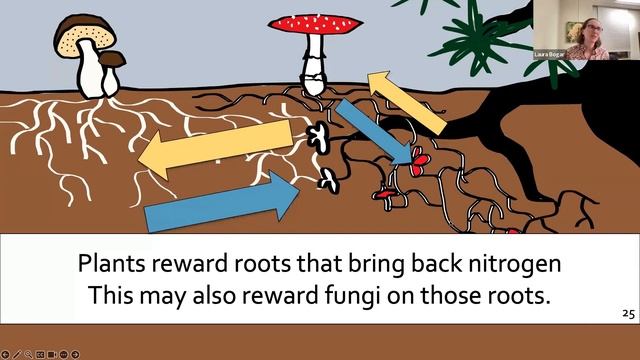 Nature and You September 2023: Trees, Fungi, and Their Underground Networks смотреть онлайн