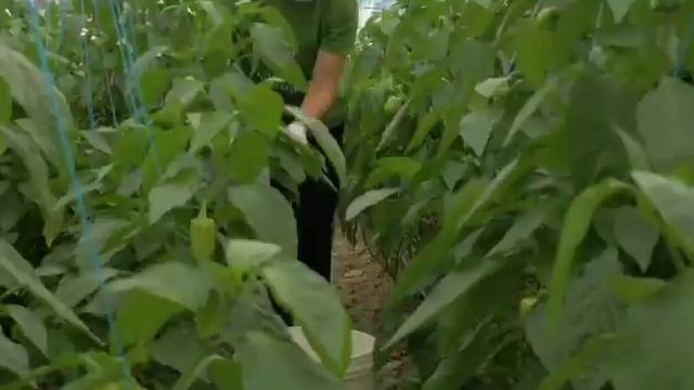 Посадка Перца на Рассаду По Лунному Календарю в 2022 смотреть онлайн