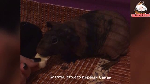 Первый день Лысого Рокки в новом доме! Жизнь лысой морской свинки скинни смотреть онлайн