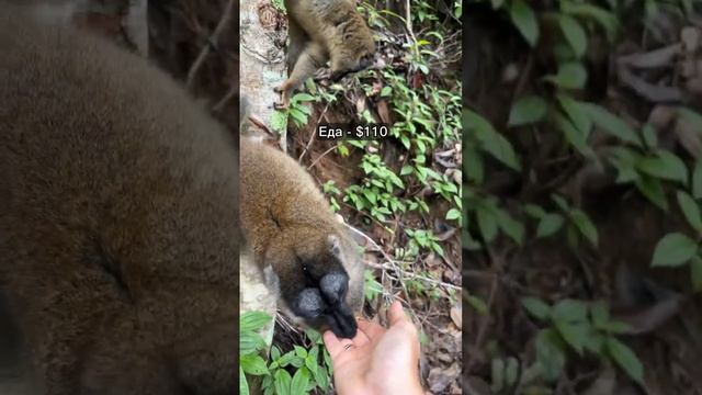 Сколько стоит увидеть лемуров в дикой природе?? #shorts смотреть онлайн