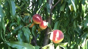 Интенсивный персиковый сад на подвое Пумиселект .