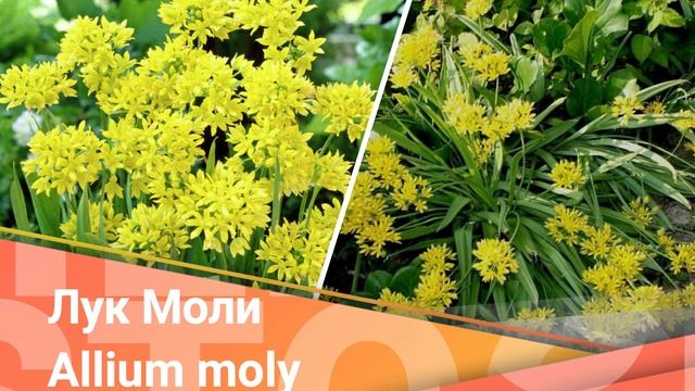 Рассказываю какие цветы посадить в сентябре. Они порадуют цветением в следующем году смотреть онлайн