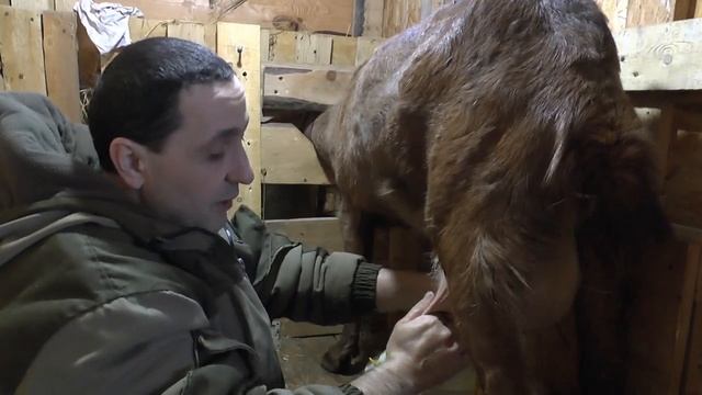 Как правильно доить козу смотреть онлайн