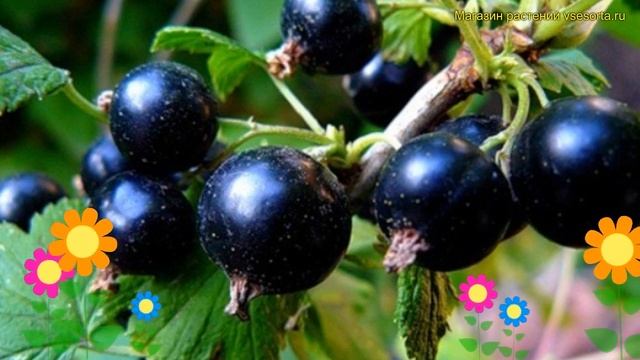 Смородина черная Золушка. Краткий обзор, описание характеристик, где купить саженцы смотреть онлайн
