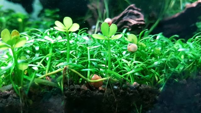 Cryptocoryne parva mini смотреть онлайн
