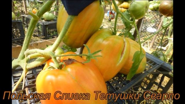 Томатная ностальгия . Продолжение. смотреть онлайн