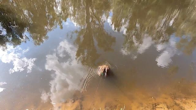 Can I catch shrimp using only gum leaves as bait? смотреть онлайн