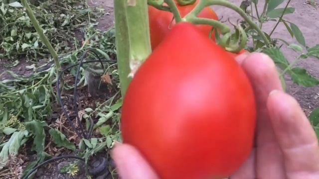 Томат «Клубничное дерево» - урожайный и вкусный всегда. смотреть онлайн