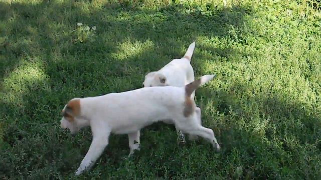 Бархо и Бухара смотреть онлайн