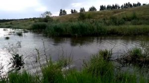 Охота на куницу с лайкой . Немного о том как натаскать лайку по кунице .