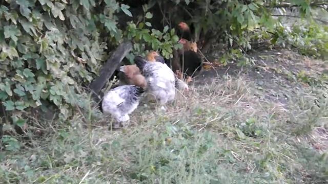 Куры брама (помесь) гуляют на заброшенном участке. смотреть онлайн