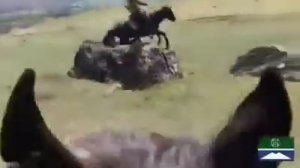 Карачаевская порода лошадей Къ