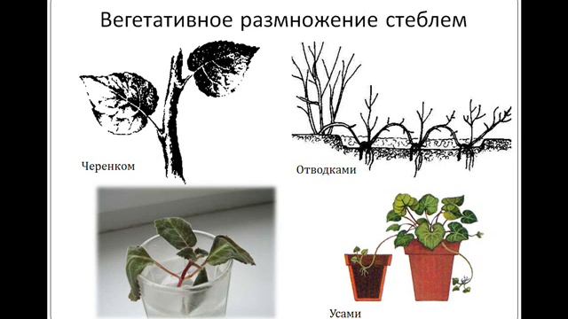 Презентация Звуковая Бесполое размножение смотреть онлайн