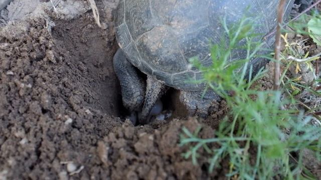 Болотная черепаха откладывает яйца (Pond turtle lays eggs) смотреть онлайн