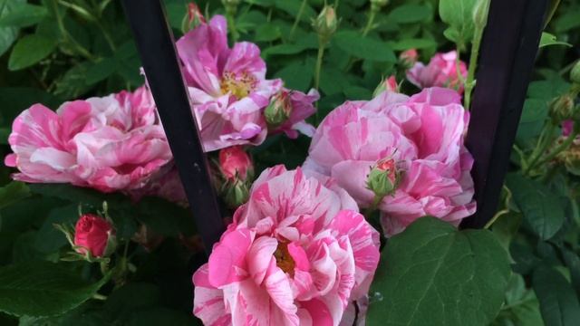 English Rose Garden First Flush | Part Two Of Two | Each Rose Labelled | David Austin Roses | Rose смотреть онлайн