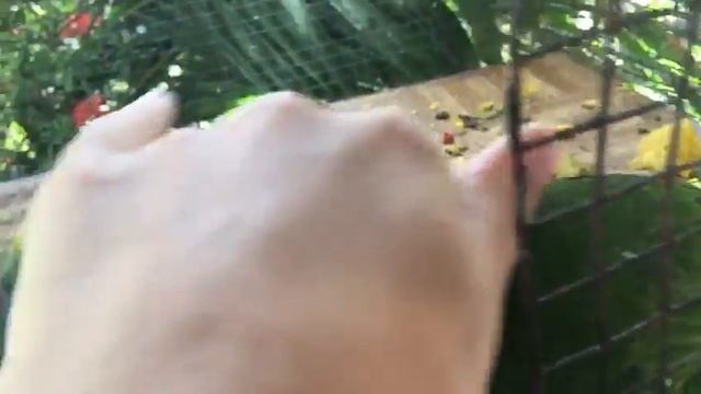 домашние попугайчики Какаду в Гайяне . смотреть онлайн
