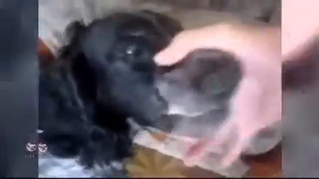 Хор животных!! смотреть онлайн