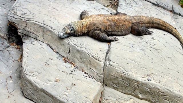 Комодский варан в зоопарке Майами Komodo Dragon In Miami Zoo