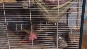 Чем кормить хорька?/Фаршекаша для хорька!