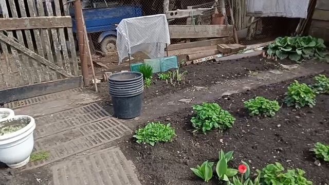 Тюльпаны цветут . Жизнь в деревне. смотреть онлайн