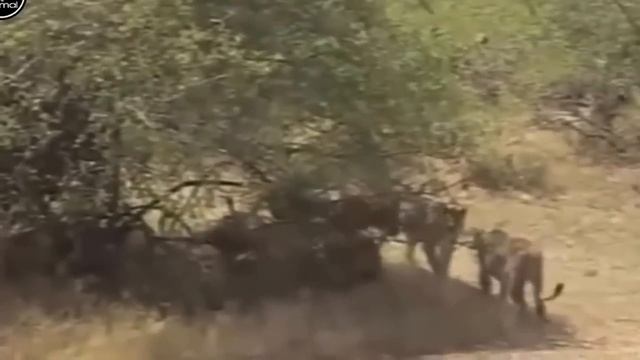 Giant Anaconda vs Lion | vs Tiger Great Python vs Lion Real Fight 2 смотреть онлайн