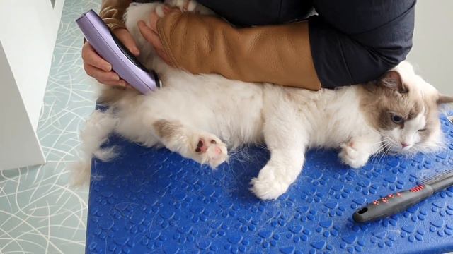 Ragdoll Cat Grooming - Bum Clip смотреть онлайн