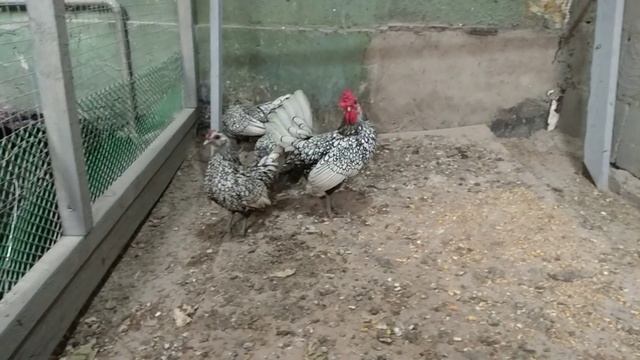 Грибы: Волшебные Порталы