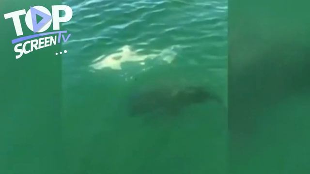 TIBURÓN De 5 Metros Es DEVORADO Por MONSTRUO MARINO. 15 Momentos De Animales Mas Extraños Grabados😮 смотреть онлайн