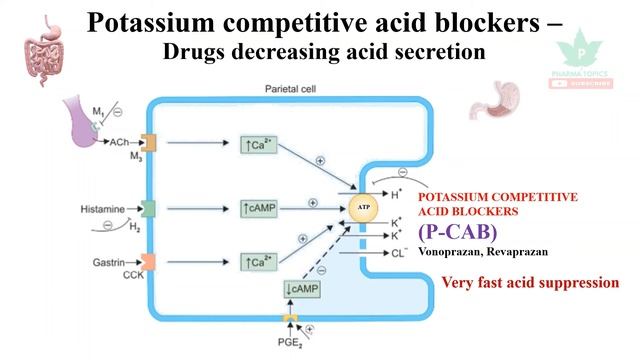 Potassium Competitive Acid Blockers (P-CAB) - GIT Pharmacology - Part 4 смотреть онлайн