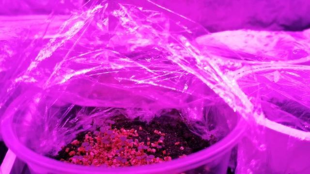 Стеллаж для рассады и первые всходы в 2022 году смотреть онлайн