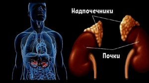 25 ИНТЕРЕСНЫХ ФАКТОВ ОБ ОРГАНАХ ЧЕЛОВЕКА