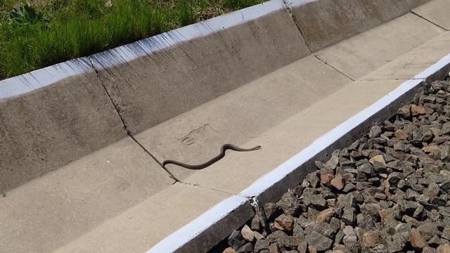 Природа Луганской области. Уж водяной. смотреть онлайн