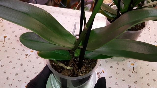 Обзор Новые Орхидеи Бабочки | Phal. Pirate Picotee, peloric | Phal. Pink, peloric смотреть онлайн