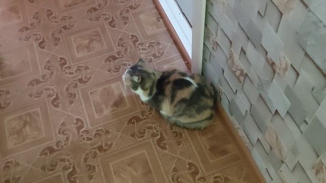 Лечение кошки от ФИП. 30 укол препарата GS от ФИП. Маруся воин ФИП смотреть онлайн