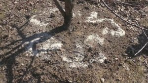 Внесение доломитовой муки